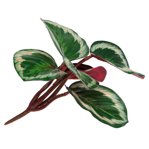 Floristik24 Planta Tropical Verde, Rosa 20cm