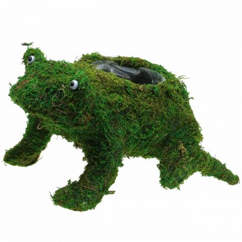 Floristik24 Plantador de rana con verde musgo 35 × 25cm H21cm