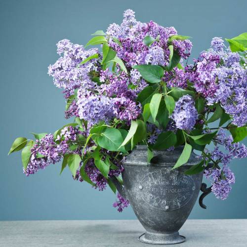 Jardinera jarra Vintage Ø20cm H35cm