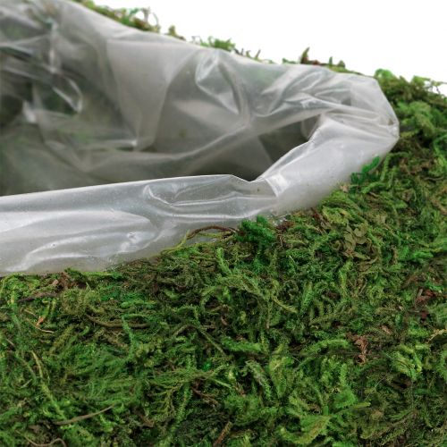 Floristik24 Planta corazón musgo 28cm x 23cm