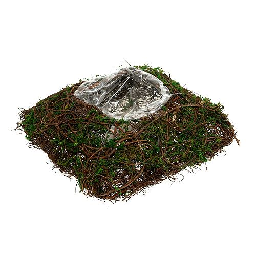 Floristik24 Cojín para plantas enredadera, musgo 22cm x 22cm H7.5cm