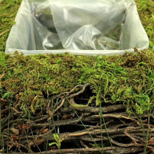 Artículo Almohada planta musgo con vid 30cm x 30cm
