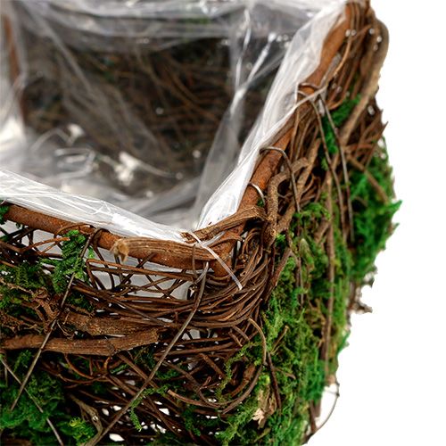Floristik24 Planta cruz conjunto de 2 vid, musgo