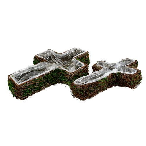 Floristik24 Planta cruz conjunto de 2 vid, musgo