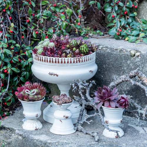 Floristik24 Taza para Plantas Cáliz Crema Antigua Ø7,5cm H9cm 1ud