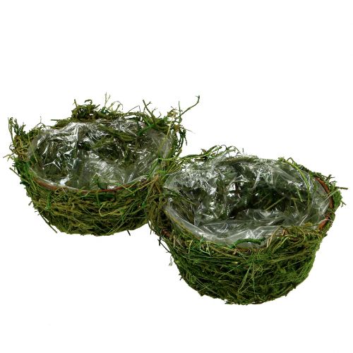 Floristik24 Jardinera con musgo Ø16cm H9cm - 10cm verde 3pcs
