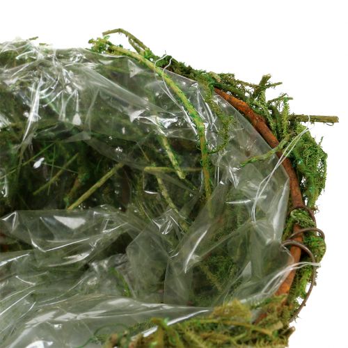 Floristik24 Jardinera con musgo Ø16cm H9cm - 10cm verde 3pcs