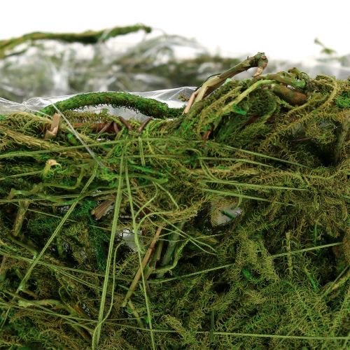 Floristik24 Jardinera con musgo Ø16cm H9cm - 10cm verde 3pcs