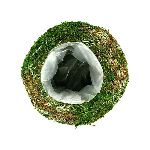 Floristik24 Cuenco para plantas cuenco para musgo Ø18cm 2pcs