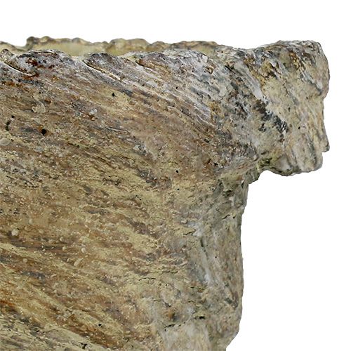 Floristik24 Macetero tronco de árbol Ø11,5cm H14cm 2pcs