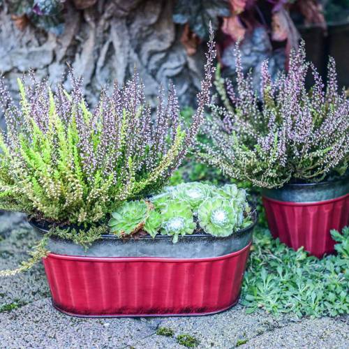 Floristik24 Macetero ovalado rojo, plata zinc 26 × 13cm H11cm