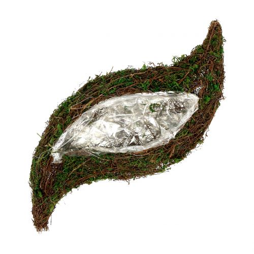 Floristik24 Planta musgo ondulado con enredadera 28cm x30cm