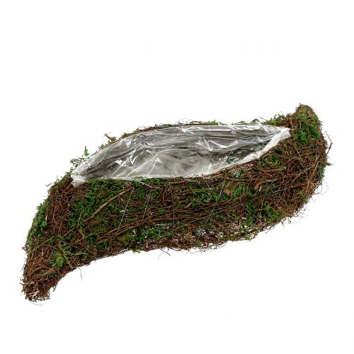 Floristik24 Planta musgo ondulado con enredadera 28cm x30cm