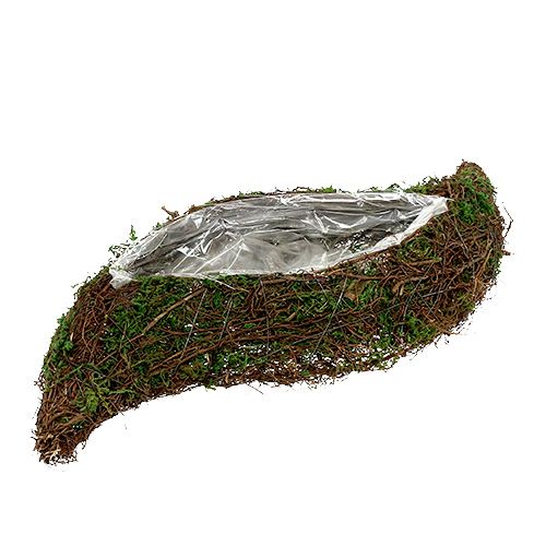 Floristik24 Planta de vid ondulada, musgo 45cm x 18cm H7cm