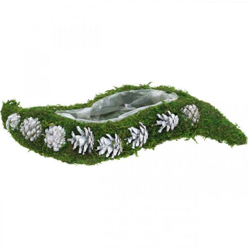Floristik24 Jardinera musgo y conos verde ondulado, blanco lavado 41 × 15cm