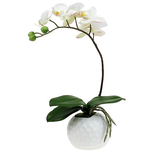 Floristik24 Crema de Phalaenopsis en macetero de cerámica 33cm