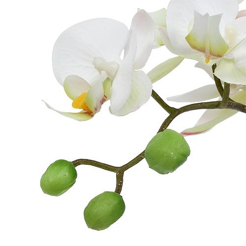 Artículo Crema de Phalaenopsis en macetero de cerámica 33cm