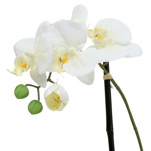 Artículo Phalaenopsis blanco en tazón decoración floral Al. 38cm