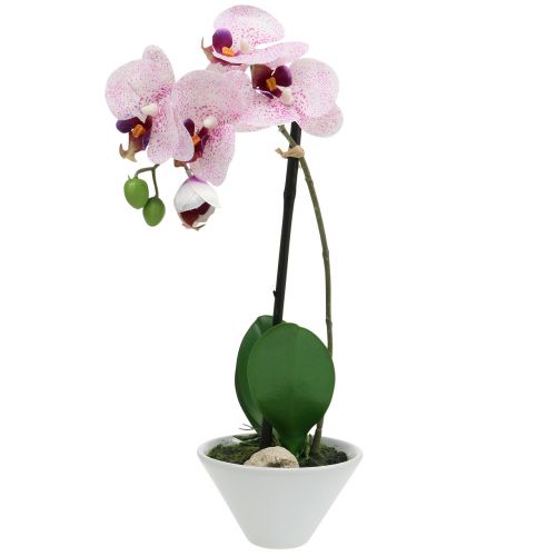 Floristik24 Phalaenopsis Artificial Púrpura-Blanco en Copa H38cm