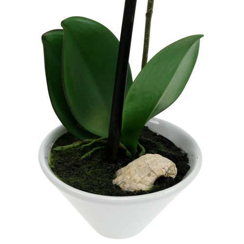 Floristik24 Phalaenopsis Artificial Púrpura-Blanco en Copa H38cm