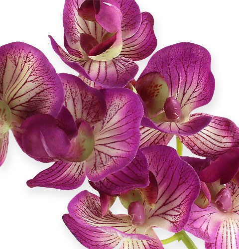 Floristik24 Orquídea Phalaenopsis Morado-Crema 62cm