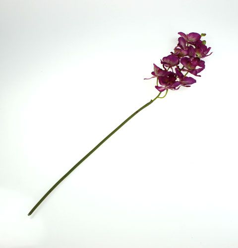 Floristik24 Orquídea Phalaenopsis Morado-Crema 62cm