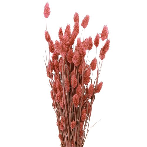 Floristik24 Phalaris brillo hierba flores secas rosa 64cm 70g × 2 piezas