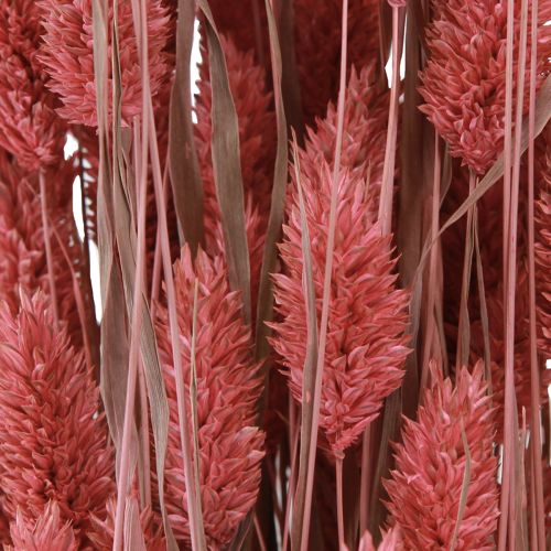 Floristik24 Phalaris brillo hierba flores secas rosa 64cm 70g × 2 piezas