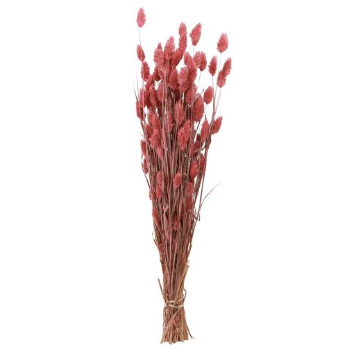 Floristik24 Phalaris brillo hierba flores secas rosa 64cm 70g × 2 piezas