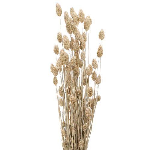 Floristik24 Phalaris alpiste flores secas blanco L64cm 75gx2ud