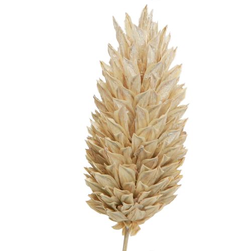 Floristik24 Phalaris alpiste flores secas blanco L64cm 75gx2ud