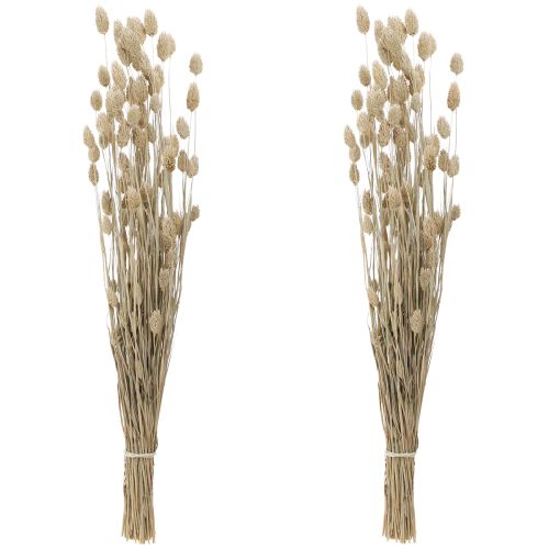 Floristik24 Phalaris alpiste flores secas blanco L64cm 75gx2ud