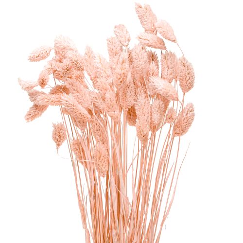 Floristik24 Hierba seca brillante rosa Phalaris decoración seca 65cm 60g