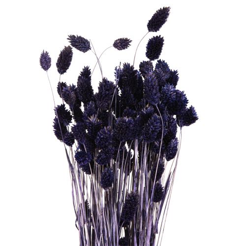 Phalaris Violeta Hierba Seca Hierba Brillante 50-55cm 100g