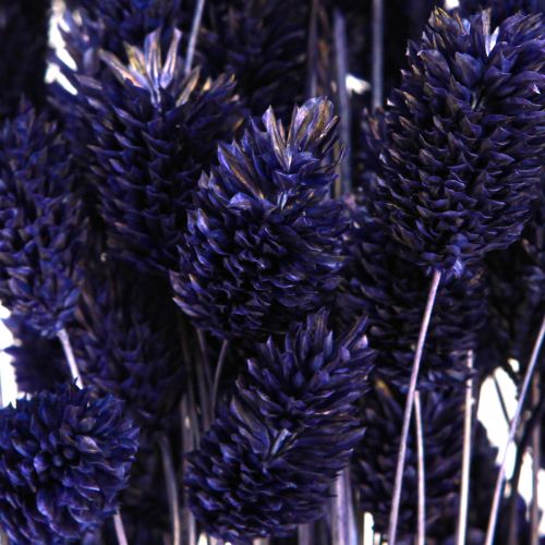 Artículo Phalaris Violeta Hierba Seca Hierba Brillante 50-55cm 100g