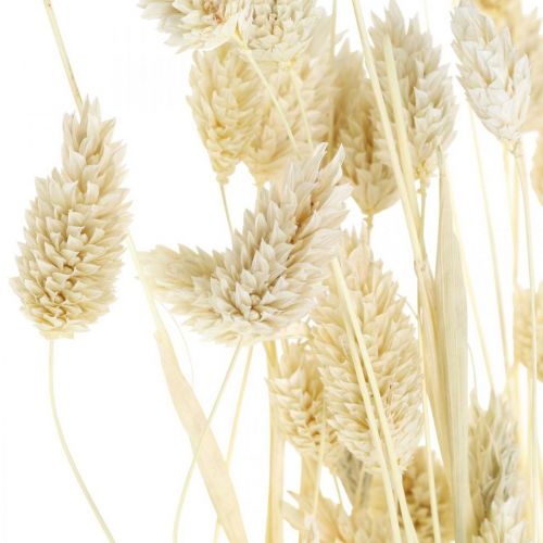 Artículo Hierba Phalaris, manojo de flores secas, hierba brillante seca, blanqueada L30–60cm 50g