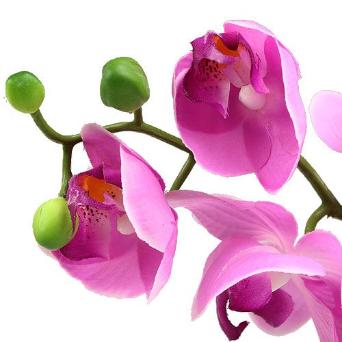 Floristik24 Orquídea Phalaenopsis Rosa 77cm