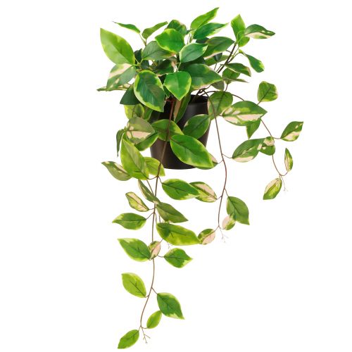 Artículo Philodendron Scindapsus con maceta, fácil de cuidar, ideal para la oficina y el hogar 32 cm