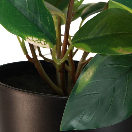 Artículo Philodendron Scindapsus con maceta, fácil de cuidar, ideal para la oficina y el hogar 32 cm