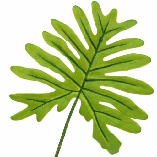 Floristik24 Filodendro Hoja Verde 40cm