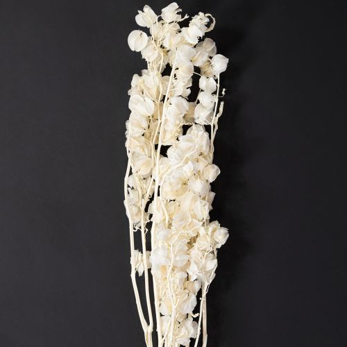 Floristik24 Flor de linterna seca blanqueada Physalis decoración Nicandra 75-80cm 100g