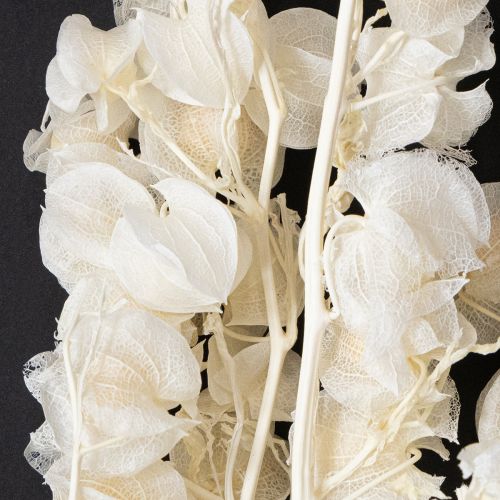 Floristik24 Flor de linterna seca blanqueada Physalis decoración Nicandra 75-80cm 100g