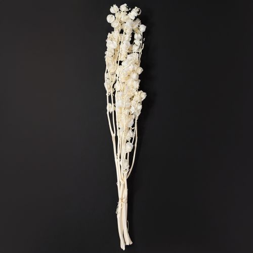 Floristik24 Flor de linterna seca blanqueada Physalis decoración Nicandra 75-80cm 100g