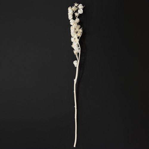 Artículo Flor de linterna seca blanqueada Physalis decoración Nicandra 75-80cm 100g