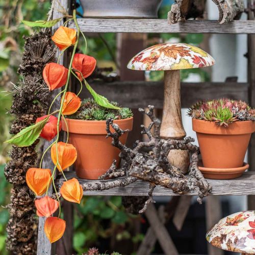 Floristik24 Rama de Physalis naranja artificial 78cm