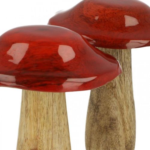 Floristik24 Hongo madera de mango rojo, decoración natural otoño Ø9cm H12cm 2pcs
