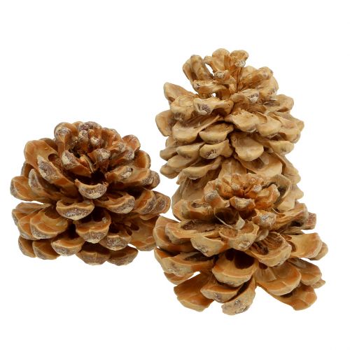 Floristik24 Piñas Pinus Pinea conos crema mixta 5-18cm 25p