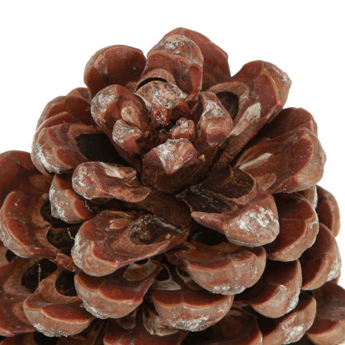 Artículo Piñas de pino decorativas grandes naturales 8-9cm 3 piezas