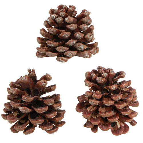 Artículo Piñas de pino decorativas grandes naturales 8-9cm 3 piezas