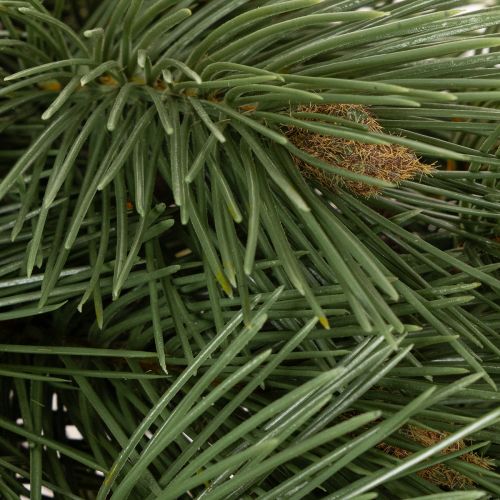 Rama de pino artificial como rama de abeto decorativa, 55 cm, 3 piezas | Floristik24.es